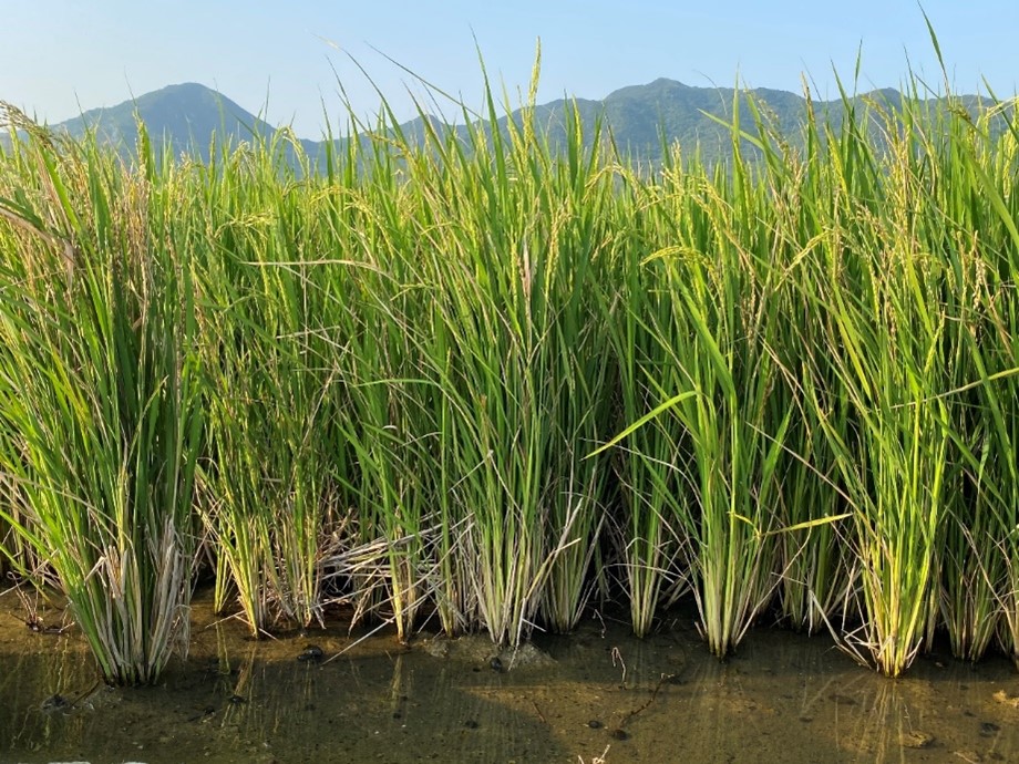 Perennial rice incorporates African wild rice genes and halves production cost