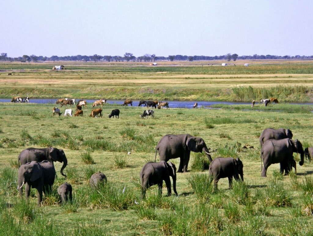 Conservation International and Peace Parks Foundation Commit USD 0 million to  Restore 20 Million Hectares Across African Grasslands, Savannahs and Bushlands 